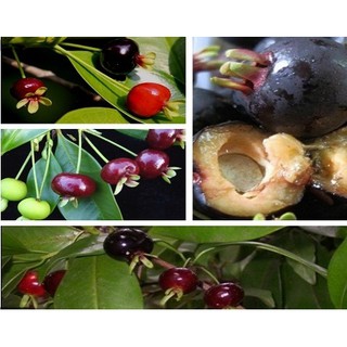 Hạt giống Cherry (anh đào)