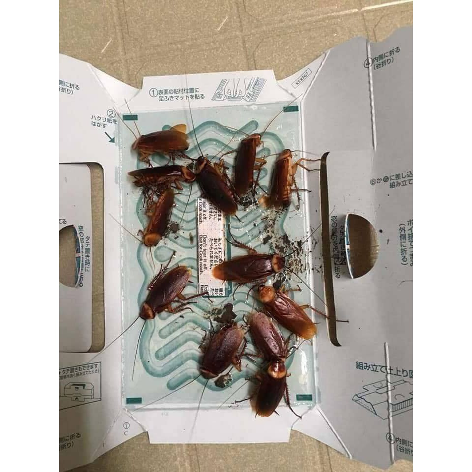 Bẫy Gián Dính Hoi-Hoi  - Hộp 3 bẫy