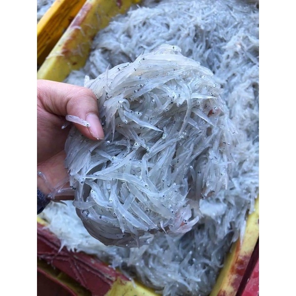 1kg Cá cơm mờm sữa