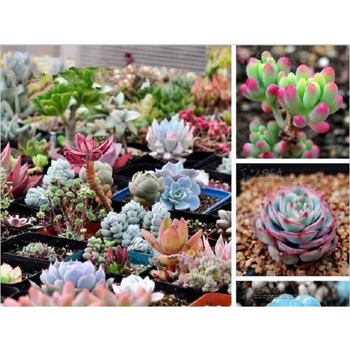 Hạt giống sen đá mix - Nhiều màu 1 gói 20 hạt ( tặng kèm thuốc kích mầm ra rễ)