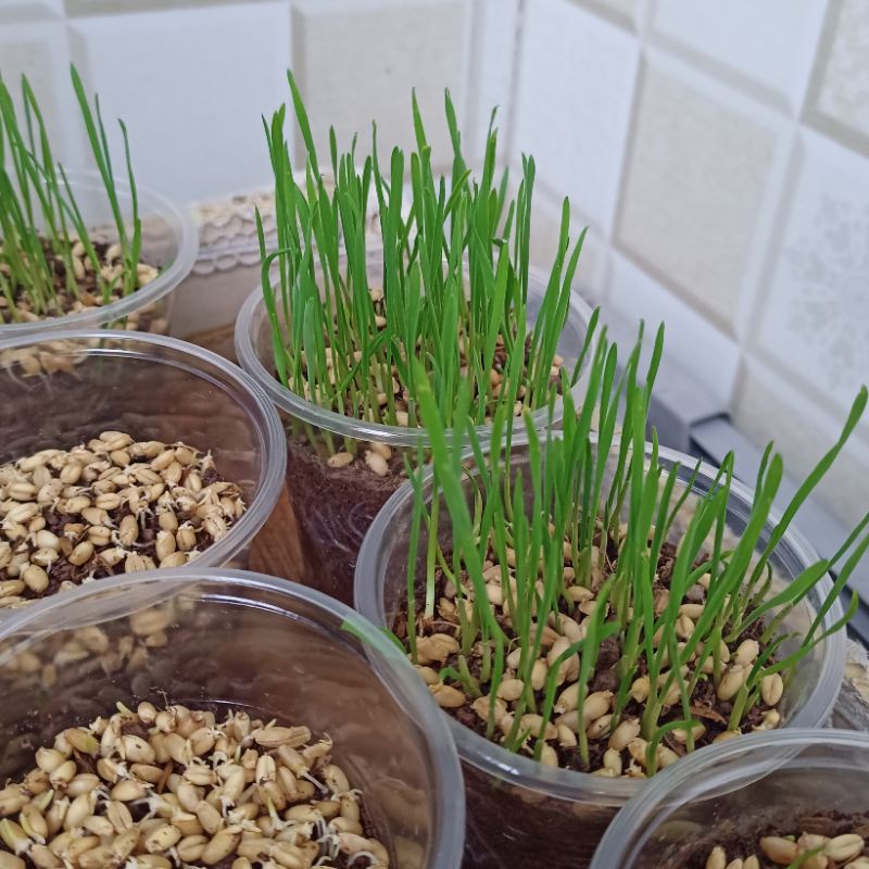 100g Hạt giống cỏ mèo cỏ lúa mì tiêu búi lông