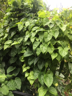 Lá Giang khô (200g/ bịch)