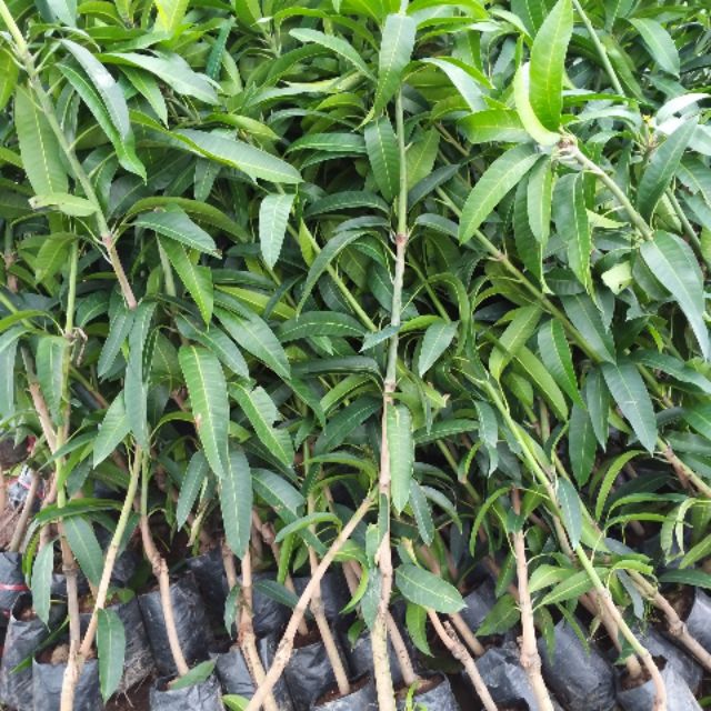 Cây  xoài tím giống