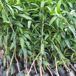 Cây  xoài tím giống