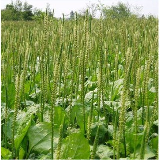 ( 1Gram = 6000 hạt ) Hạt giống cây rau mã đề