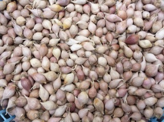 Tỏi cô natural(gói 500g)