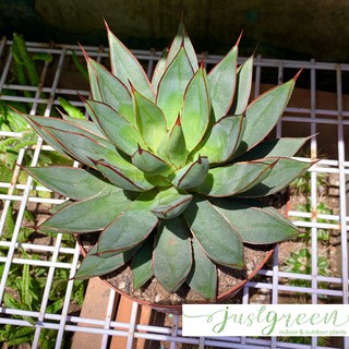 Xương rồng agave blue glow, dứa agave lớn đã thuần nắng nóng, chậu dứa agave size lớn
