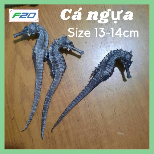 1 Cặp cá ngựa đực cái size lớn