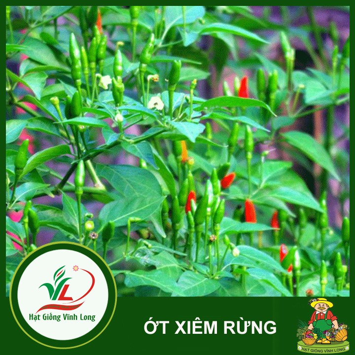 Hạt giống ớt xiêm rừng RD 377 - 0,2g