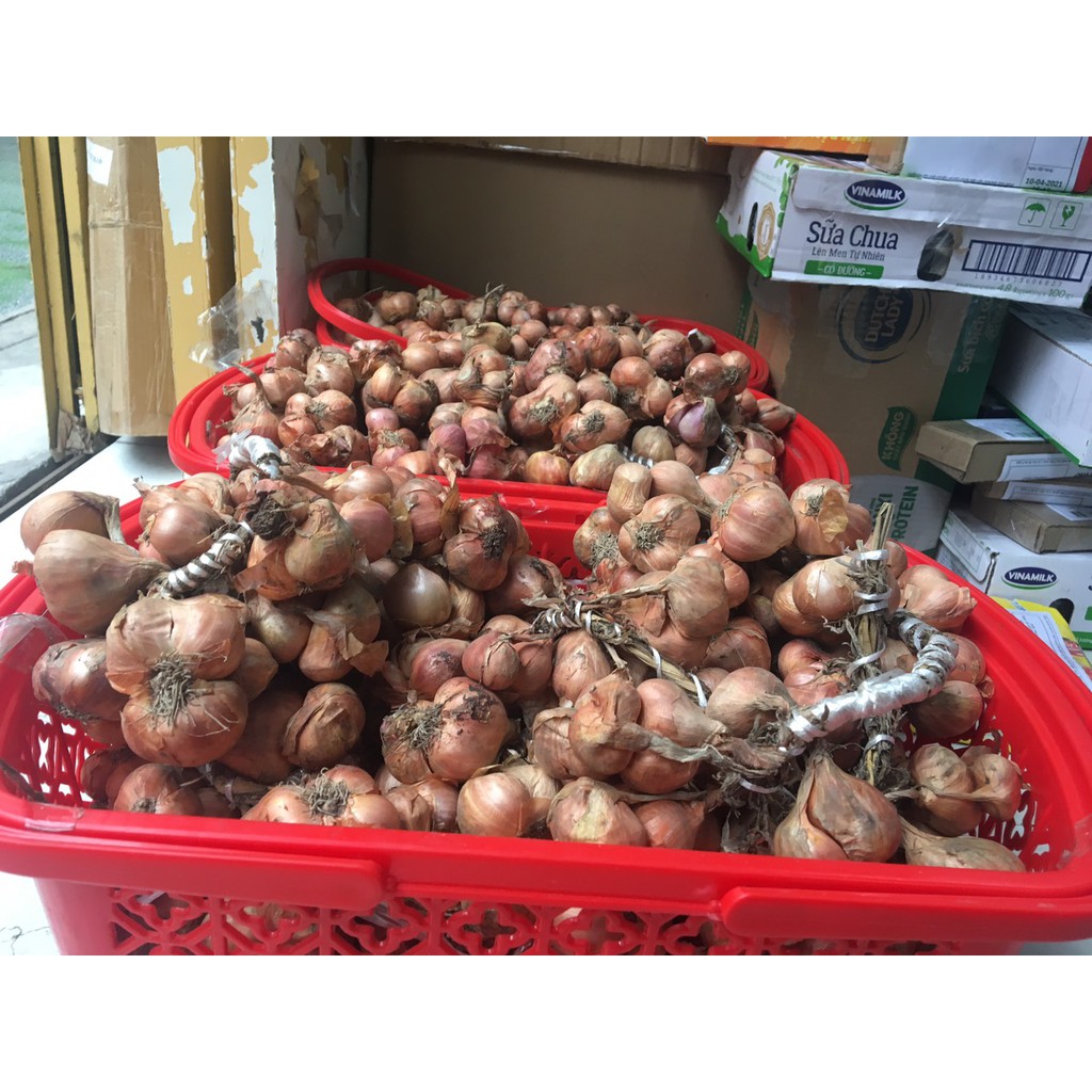 HÀNH SẠCH NHÀ TRỒNG ĐƯỢC Ạ...