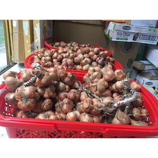 Hành sạch nhà trồng được ạ...