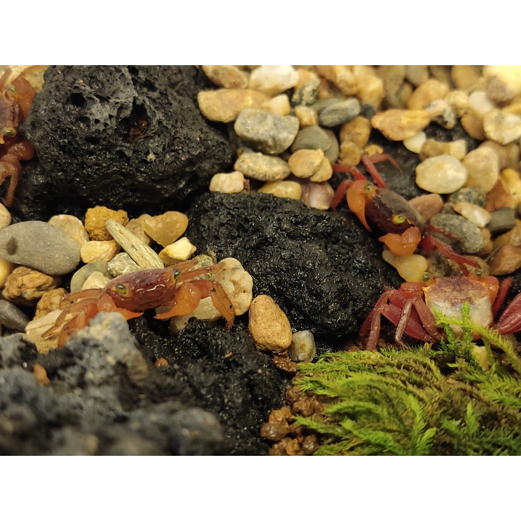 Đá Đen Gia Lai - 1kg Hàng Đẹp Siêu Vân, Nhẹ Xốp - Setup Bể Thuỷ Sinh, Trang Trí Bể Cá Cảnh | Đủ kích thước