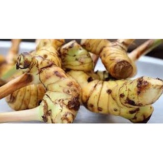 Củ Riềng tươi, 100gr tươi