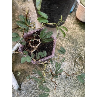Cây Trinh nữ bonsai dáng thác đổ