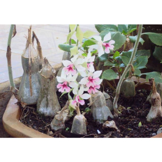 Củ hoa lan bầu rượu (củ nhỏ)