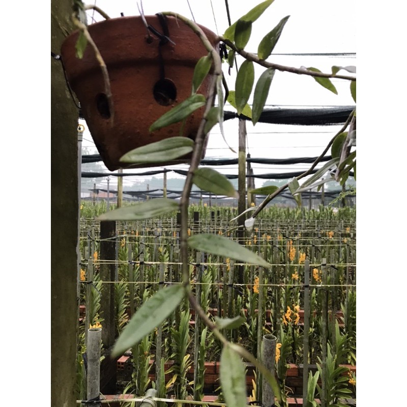 Kie giống lan giả hạc pháp - kie trên 20cm