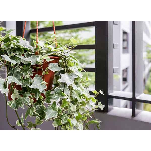 Hạt Giống Dây Thường Xuân (5-10 Hạt) - [MUA 3 TẶNG 1 CÙNG LOẠI] ( tặng kèm thuốc kích mầm ra rễ)