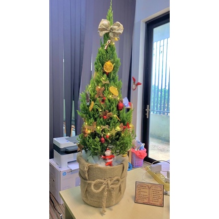 Cây sơn tùng trang trí noel