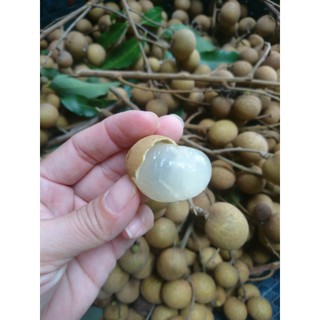 Cây giống nhãn thái/ Idol dày và khô cơm- Cây ghép nhanh trái- Hoa kiểng THfarm- Cây chuẩn giống