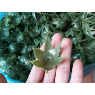 50 đài hoa hồng bằng nhựa dùng làm hoa sáp, hoa handmade