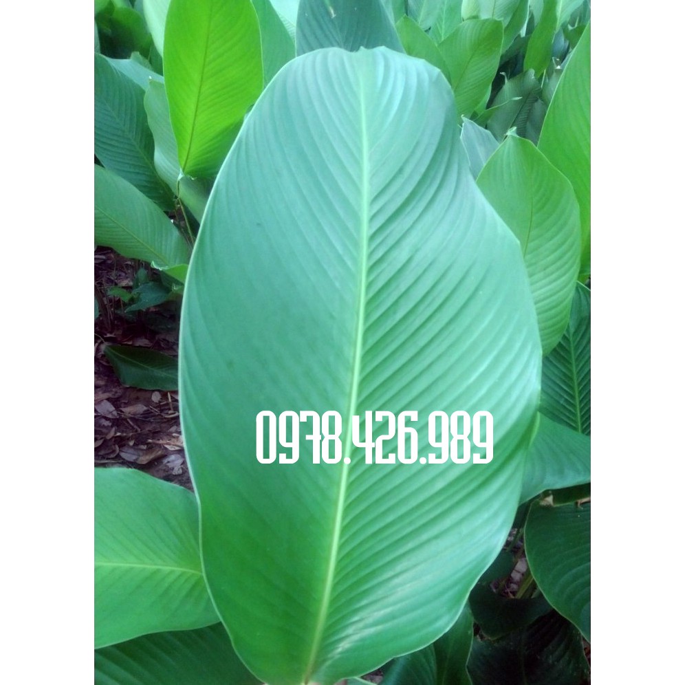Lá Dong tươi gói bánh Chưng loại nhỏ và to