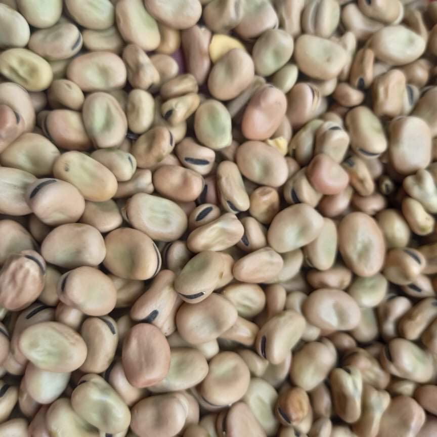 HẠT ĐẬU TẰM ÚC  CÂU CÁ NUÔI CÁ CHÉP GIÒN 1Kg