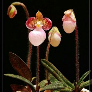lan hài mốc hồng