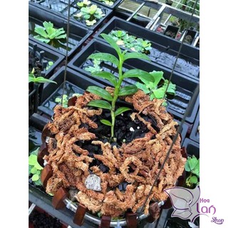 Rêu Sâu Chi Lê Loại 1 ( Dớn Chi Lê ) - Rêu Trồng Lan Nhập Khẩu Cao Cấp