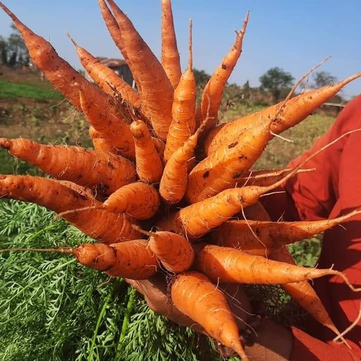 Cà rốt hữu cơ
