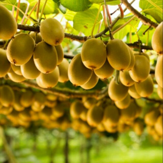 Cây kiw lùn nhanh ra quả