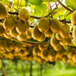 Cây kiw lùn nhanh ra quả