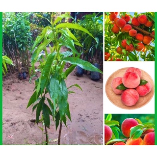 Cây đào tiên nhật bản