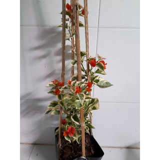 Cây 🌲 Giấy cẩm thạch cam (siêu hoa)