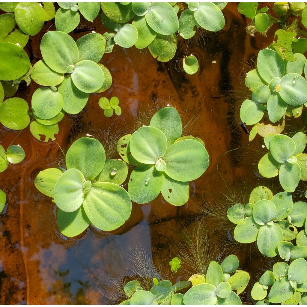 1 nhánh bèo cái lọc nước rễ dài trang trí bể thủy sinh cá cảnh