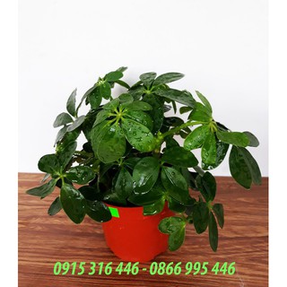 Cây ngũ gia bì để bàn xinh xắn.