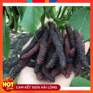 Cây Giống Dâu Đài Loan Quả Dài Nhập Khẩu