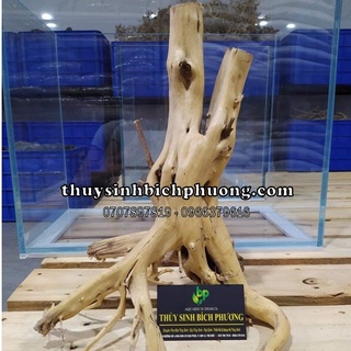 LŨA NHẤT TRỤ HẢI SƠN QUỲ - SETUP HỒ CÁ THUỶ SINH