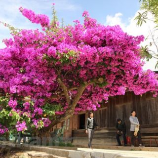 Cây 🌲 Hoa giấy leo hồng cánh sen