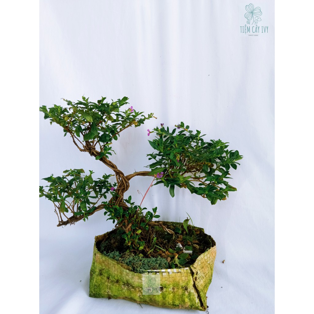 Cây tết tóc bonsai thế tam đa tán lá thành 3 tầng xòe đều các  rất đẹp