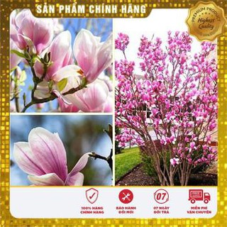 5 Hạt giống hoa Mộc lan (tặng gói Kích nẩy mầm và Hướng dẫn) VIETSEED