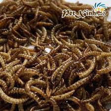 Sâu rồng sấy khô, thức ăn chuyên dụng cho cá cảnh, cá rồng lọ 150g- 200g