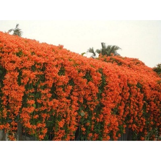 10 cành giống hoa Rạng đông, chùm ớt - Hoa pháo