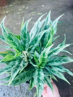 CÂY GIỮ TIỀN GIỐNG MỚI