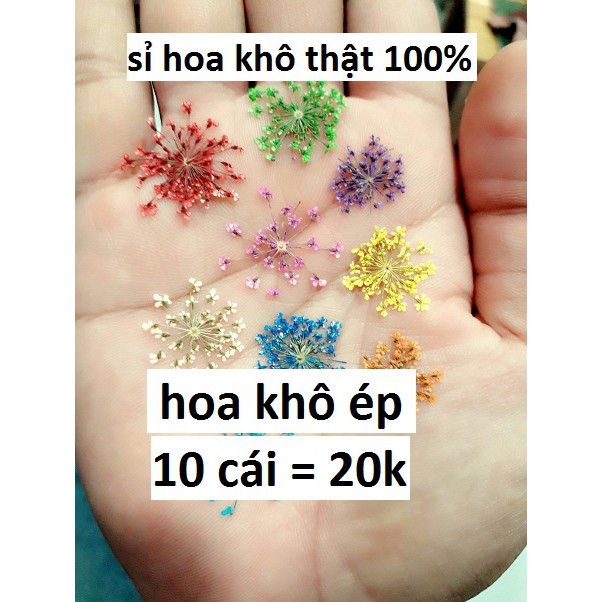 hoa ép khô nhiều màu : 1 gói 10 cái = 25k [ sỉ hoa ép khô ]