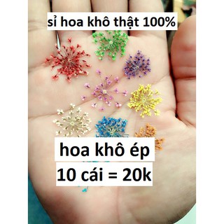 hoa ép khô : 1 gói 10 cái = 20k [ sỉ hoa ép khô ]