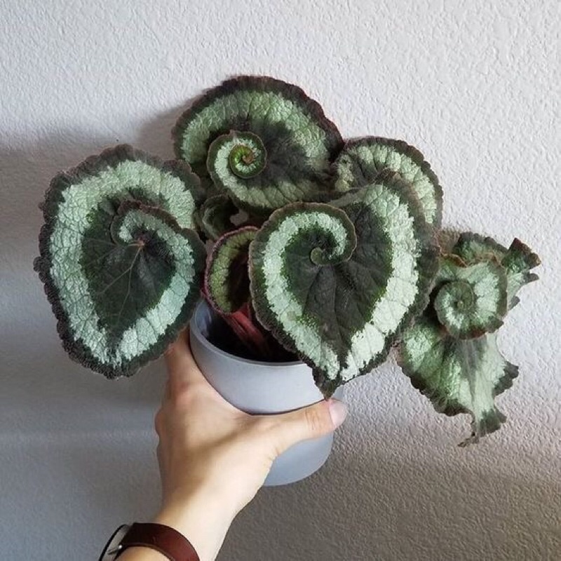 Cây thu hải đường xoắn xanh-Begonia Escargot