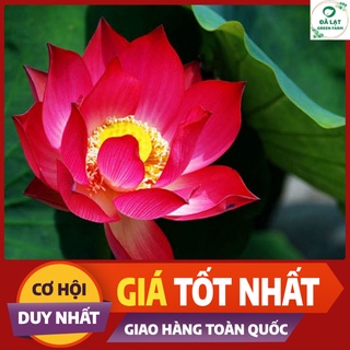 🌷10H_HẠT GIỐNG SEN TA (TÚI ZIP)🌷