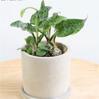 Củ cây lá đốm siêu dễ trồng