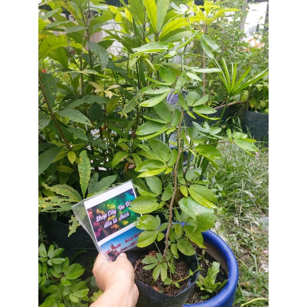 Hoa Điệp Lào hay Kiều Hùng đỏ, cây giống hình 2, cao 30cm, 50cm sắp ra hoa