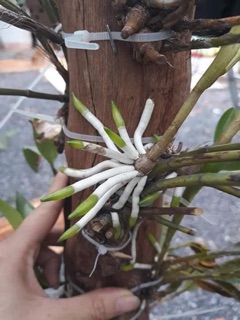 Kích rễ Thái Exotic
